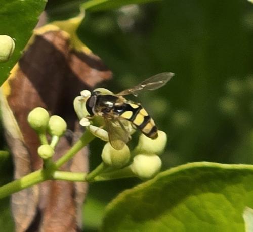 Eupeodes latifasciatus